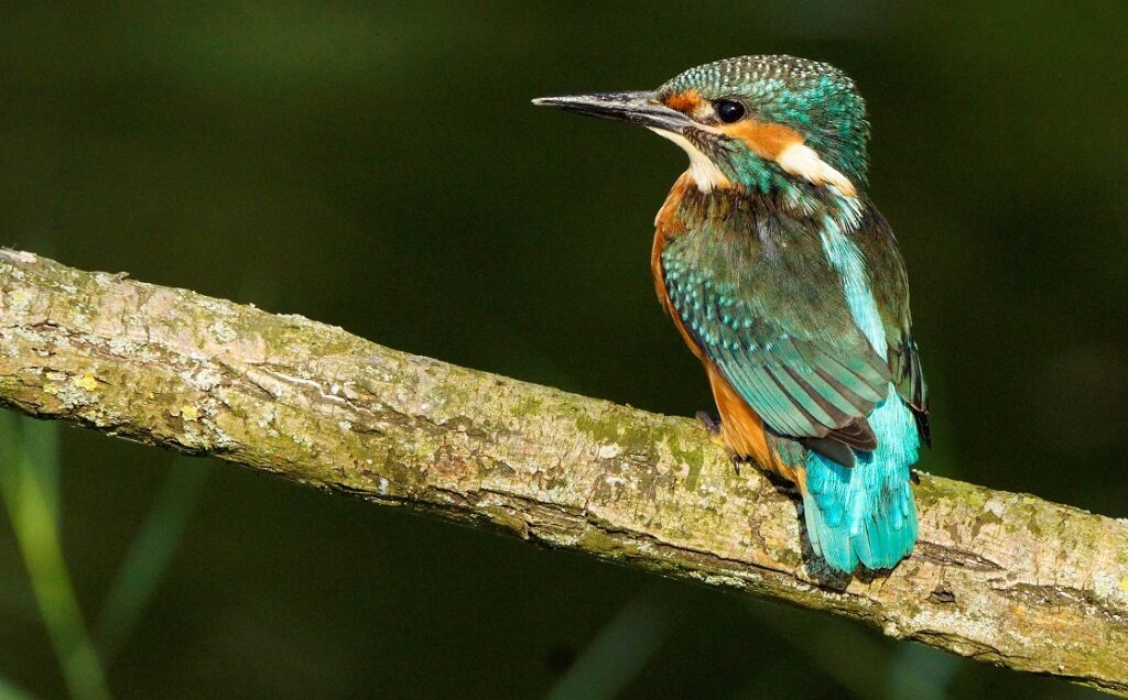 ijsvogel